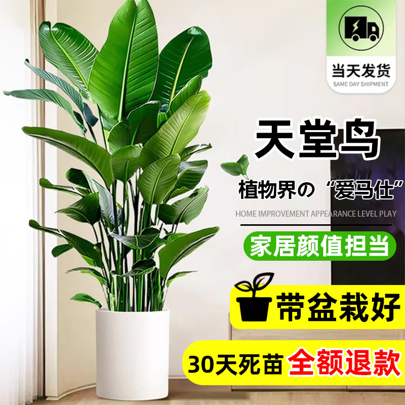 天堂鸟客厅大型绿植办公室内旺宅落地式盆栽花卉鹤望兰除甲醛植物