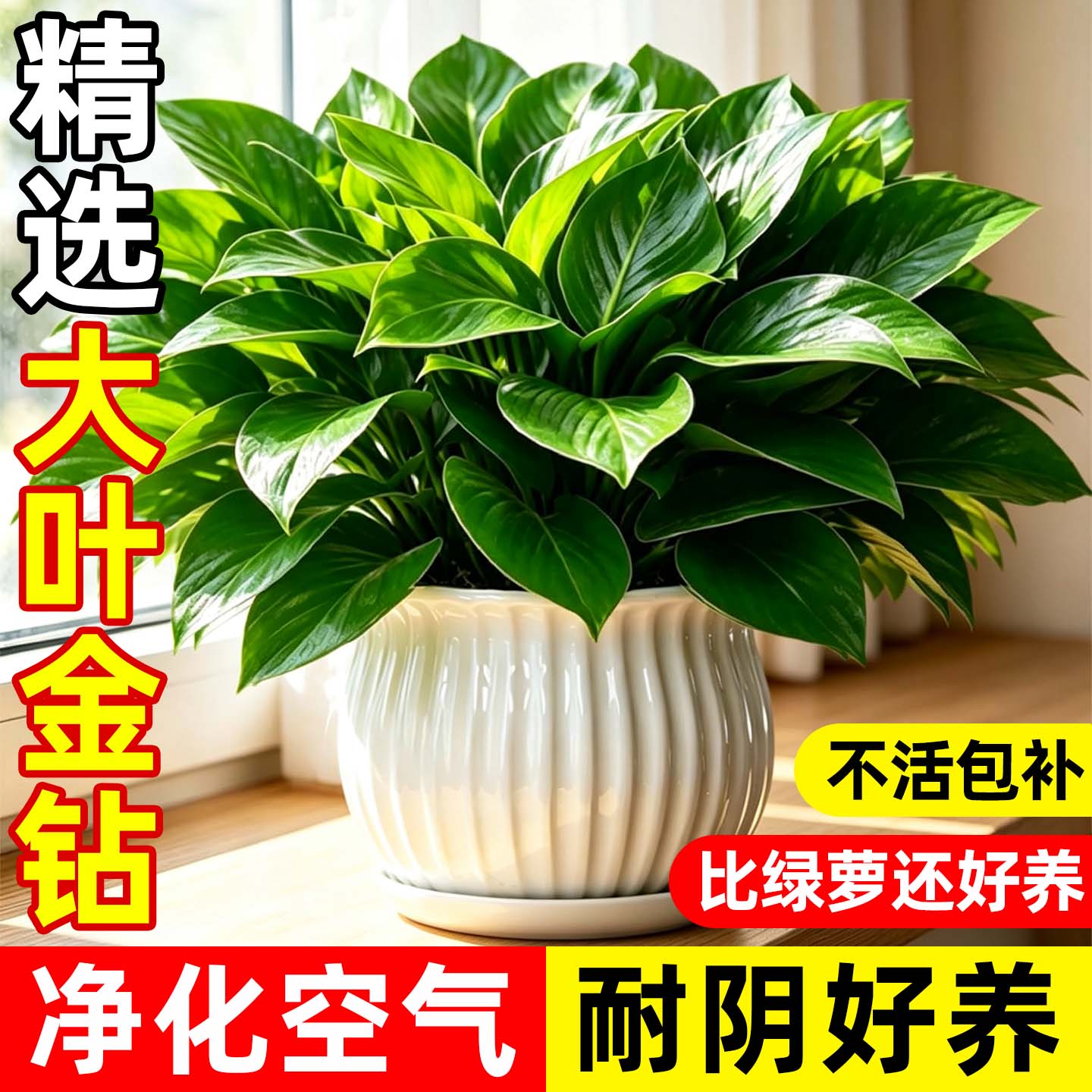 金钻盆栽绿植室内好养净化空气图片