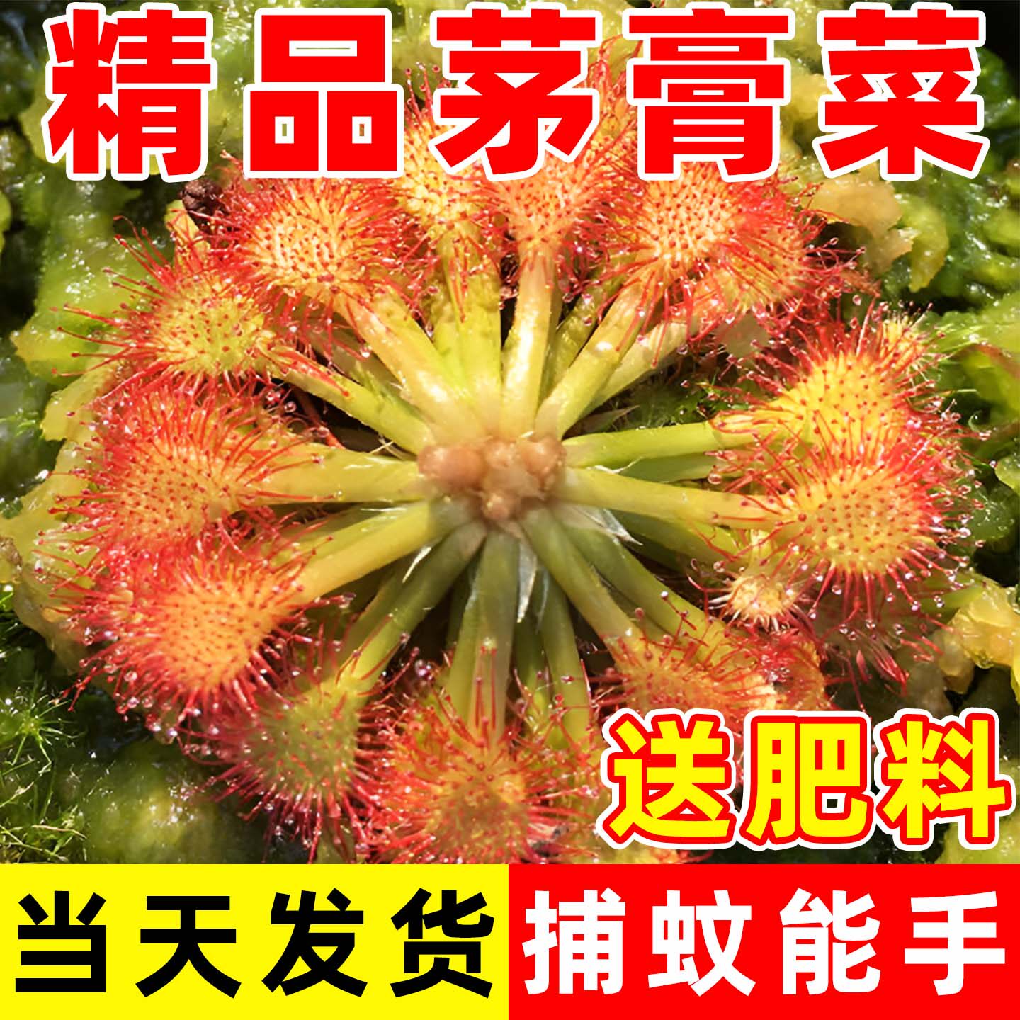 茅膏菜迷你桌面植物盆栽捕蝇草猪笼草食虫绿植新手推荐好养植物草