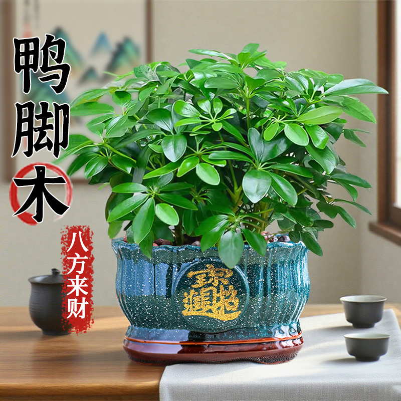 八方来财鸭脚木盆栽客厅室内桌面绿植七叶莲招财鸭脚木盆栽小绿植
