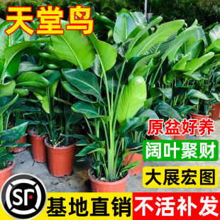 天堂鸟盆栽室内客厅大型绿植办公室高级感落地大叶植物花卉鹤望兰