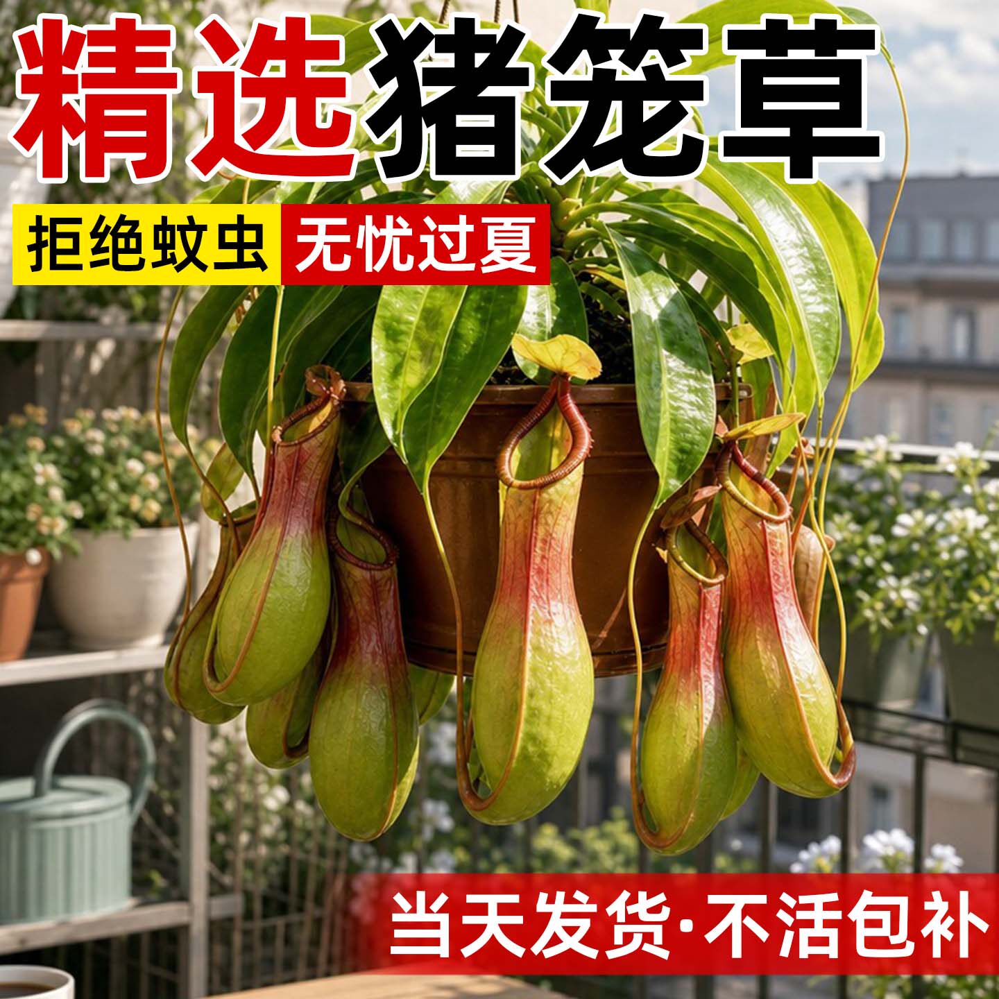 猪笼草捕蝇草盆栽网红食虫植物室内阳台超大猪笼草驱蚊趣味绿植物