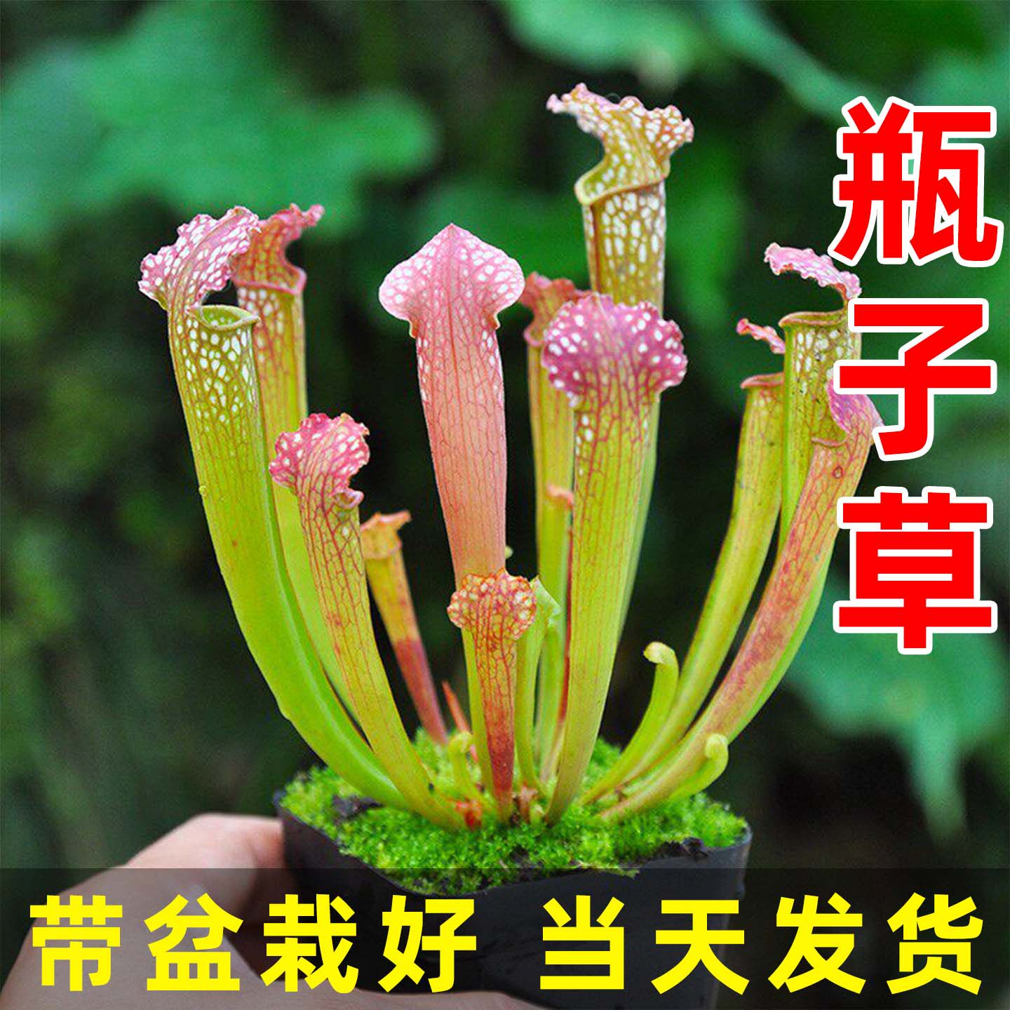 瓶子草盆栽捕蝇草猪笼草茅膏菜组合栽好发货食虫草植物花卉绿植物