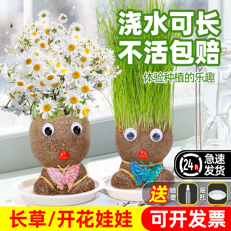 开花草头娃娃长草绿植物小盆栽小草娃娃室内桌面儿童创意水培好养