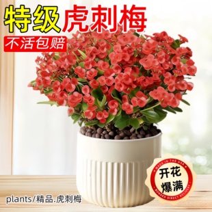 虎刺梅铁海棠盆栽老桩大叶大花阳台室内花卉桌面绿植物四季好养活