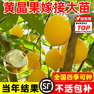 黄晶果树果苗正宗嫁接黄金果树苗久蜜冬蜜早熟盆栽地栽南北方种植