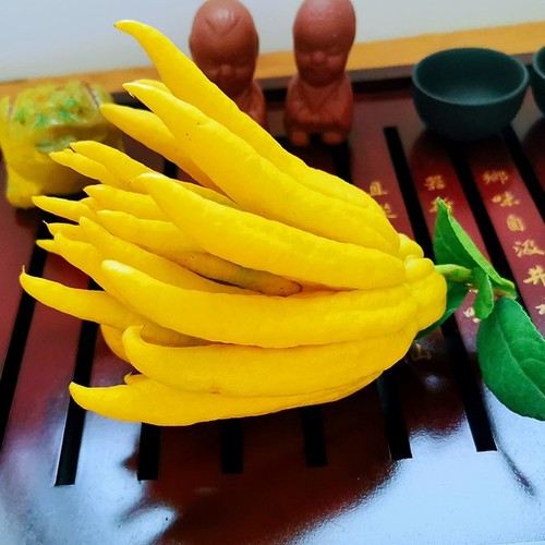 【大佛手】现摘金华佛手柑水培带枝水养佛手果新鲜观赏闻香清供