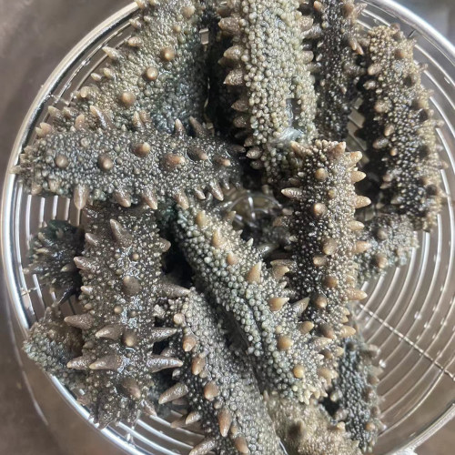 海参大连辽参深海水产品泡发好鲜食无添加即食500g5-7根海参包邮