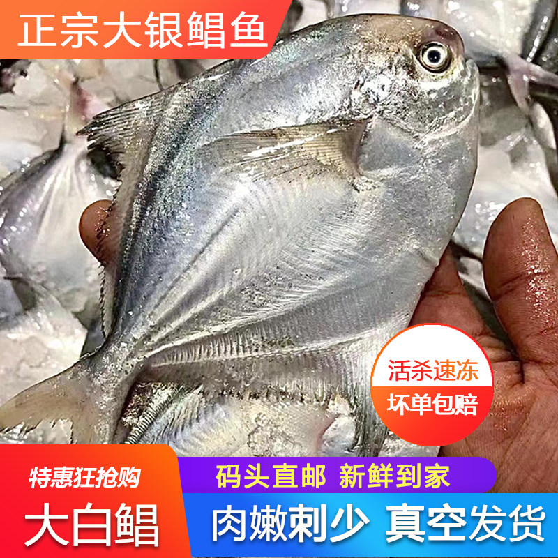 大白鲳鱼特大超大本港新鲜活杀