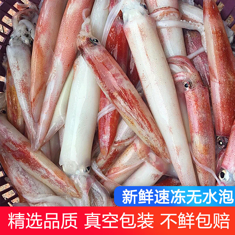 大鱿鱼鲜活冷冻海鲜水产大管食材