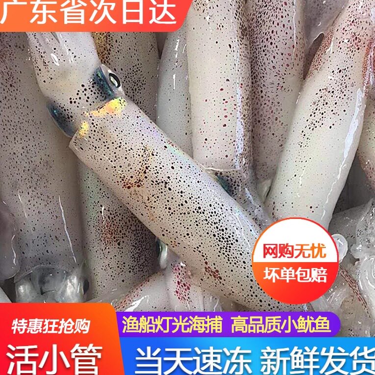 野生灯光活尼小管鲜活海捕速冻海鲜水产海兔子笔管一口鱿鱼400g