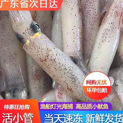 活尼小管鲜活海捕速冻海鲜