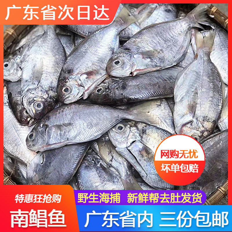 南鲳鱼肉鲳鲜活新鲜冷冻海鲜水产野生深海捕南仓鱼南昌肉昌鱼500g