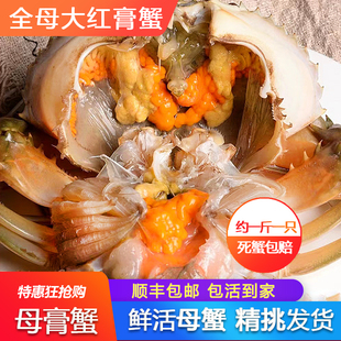 鲜活母蟹大红膏蟹一斤约2只死蟹包赔顺丰包邮包活到家精挑发货