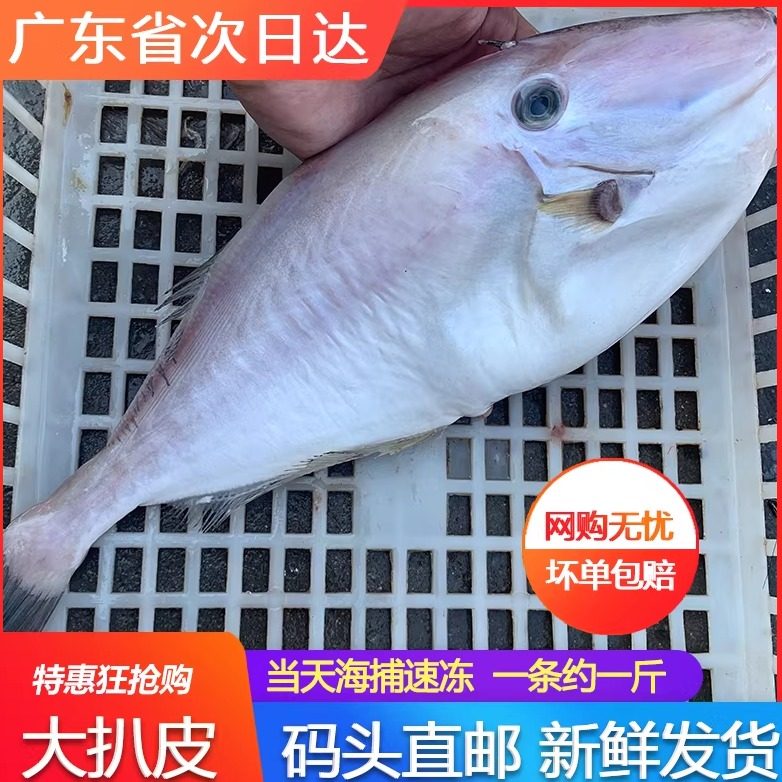 大扒皮鱼新鲜活冷冻大号海鲜火锅一条约一斤马面鱼剥皮鱼耗儿鱼