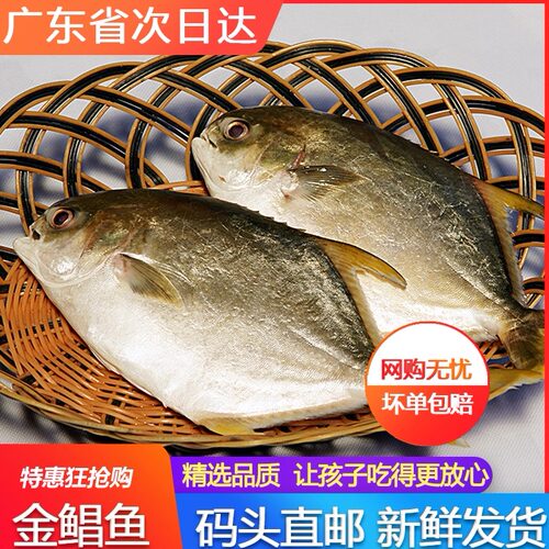 金鲳鱼鲜活新鲜特大号