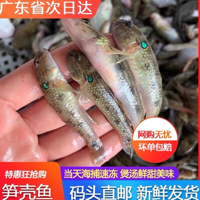 笋壳鱼鲜活新鲜狗母鱼