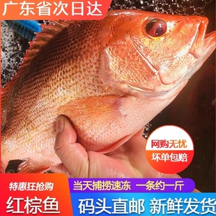红棕鱼鲜活新鲜冷冻海鲜水产红衫鱼红立鱼大眼鱼红目鱼一条约一斤