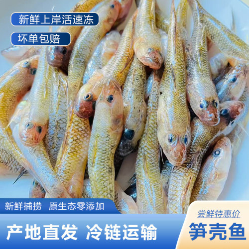 笋壳鱼鲜活新鲜狗母鱼