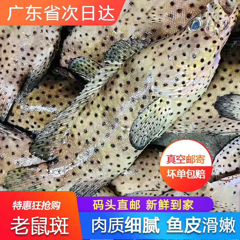 大老鼠斑鱼鲜活冷冻海捕高档请客海鲜水产一条约8两石斑鱼东星斑