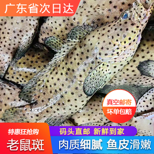 大老鼠斑鱼鲜活冷冻海捕高档请客海鲜水产一条约一斤石斑鱼东星斑