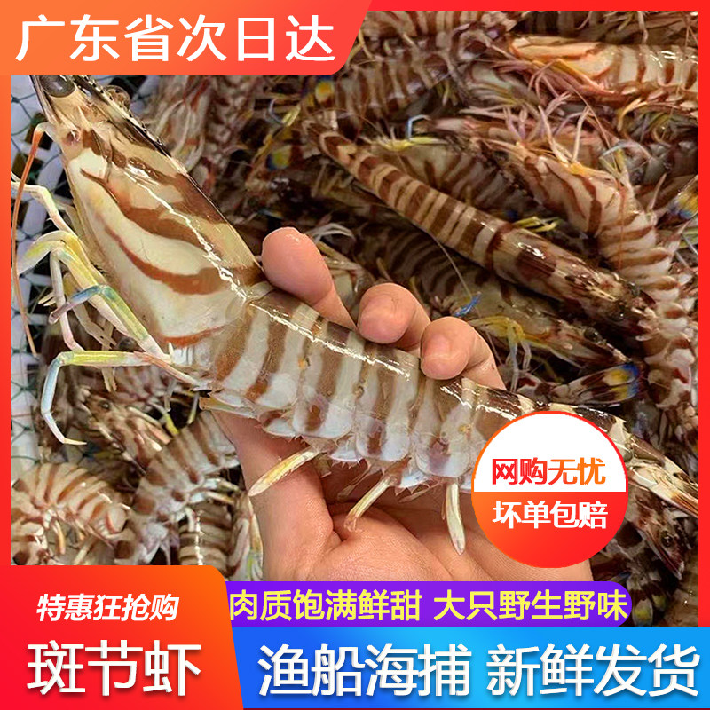 斑节虾九节竹节虾野生鲜活特大超大海鲜水产火锅食材广东花节虾