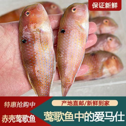 赤壳莺歌鱼鹦哥红娘子海鲜水产