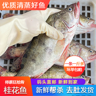 桂花鱼淡水鳜鱼新鲜鲜活冰冻商用海鲜水产海鱼500g季花鱼鳌花鱼