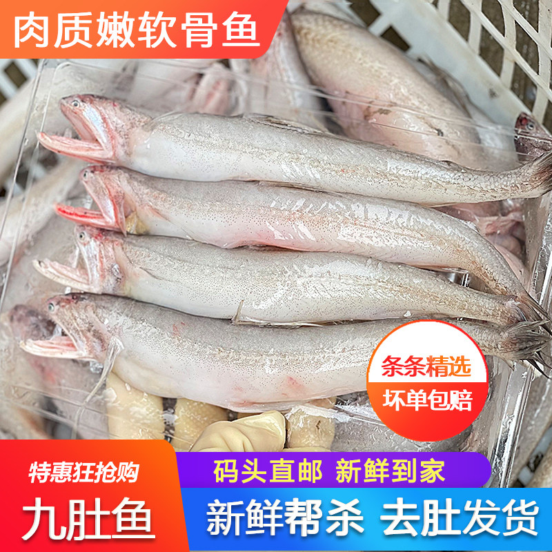 豆腐鱼龙头鱼新鲜鲜活深海九肚鱼