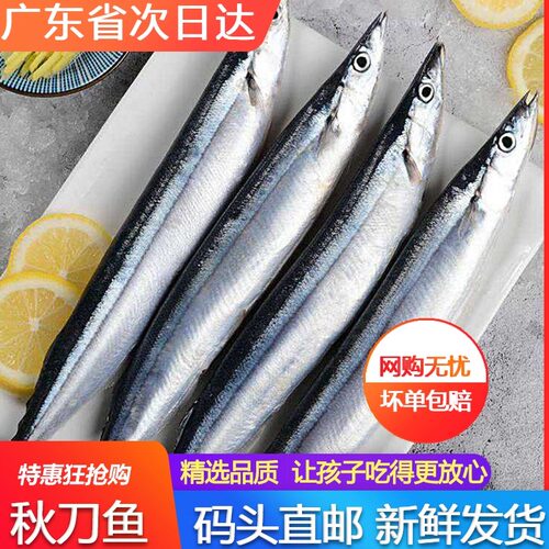 秋刀鱼新鲜冷冻深海鲜烧烤摊食材