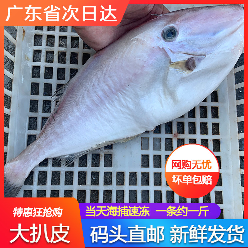 大扒皮鱼新鲜冷冻大号海鲜鲜活水产火锅一斤多马面鱼剥皮鱼耗儿鱼,水产肉类/新鲜蔬果/熟食,比目鱼/多宝鱼/鸦片鱼/龙利鱼,淘宝优惠券,粉丝福利购,淘宝优惠卷