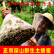 秦巴土蜂蜜纯正野生蜜源木桶无添加不喂糖孕妇儿童深山百花蜜500g