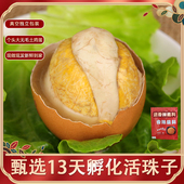 20枚活珠子开袋即食香辣味新鲜13天凤凰蛋钢化蛋毛蛋新鲜鸡胚蛋