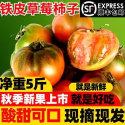 铁皮草莓柿子盘锦碱地柿子新鲜应季水果丹东西红柿自然熟绿腚番茄