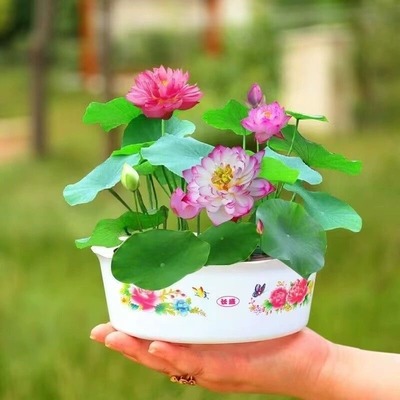 四季开花碗莲水培植物种子