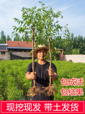 新疆和田大枣苗树活当年结
