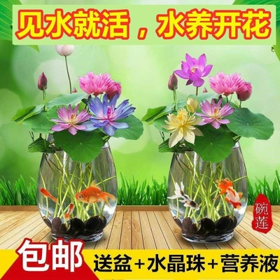 四季开花荷种子水培植物卉