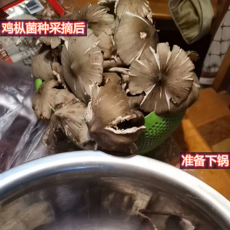 鸡枞菌菌种鸡枞菌子种包鸡枞菌种植包鸡枞菌种植技术黑皮白皮鸡枞