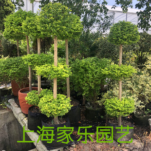 金叶女贞盆栽亮金女贞室外庭院阳台植物耐热耐晒多年生木本绿植