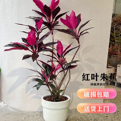 红叶朱蕉室内盆栽植物客厅阳台办公室观叶花卉红叶铁四季旺宅绿植