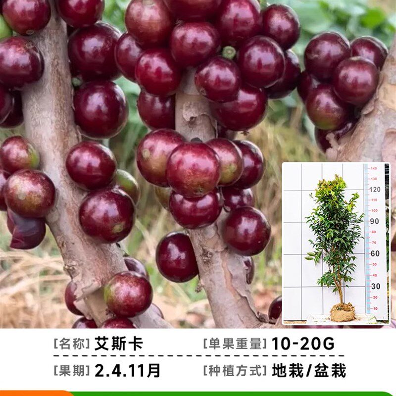 嘉宝果树大树树葡萄苗果树特大加宝果树名贵四季南方种植庭院盆栽