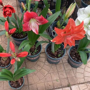 爱米园艺进口秘鲁南非荷兰重瓣单瓣朱顶红阿芙雷鬼魅-双王-花孔雀