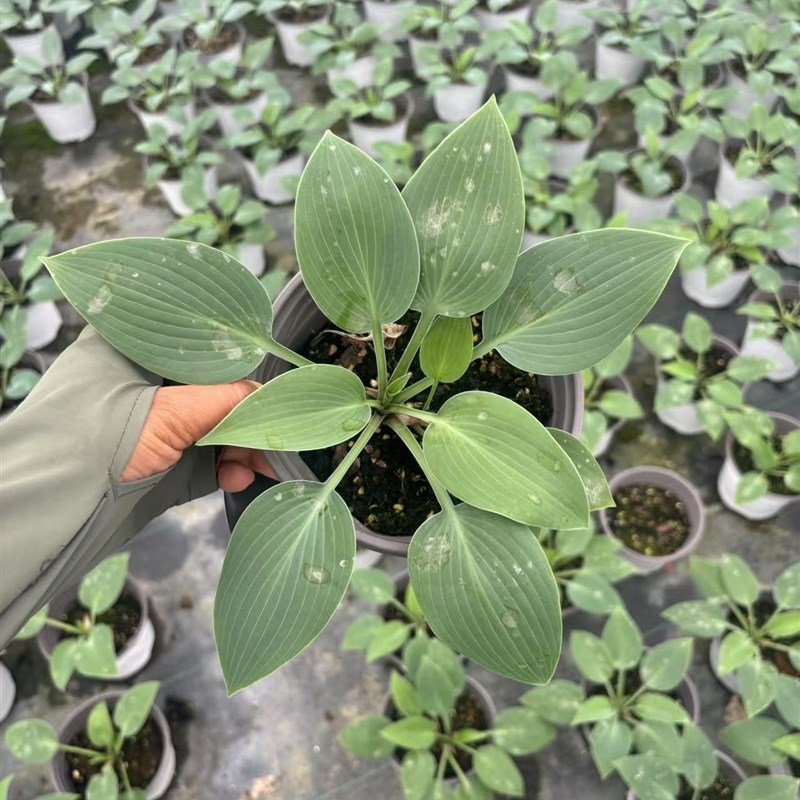 腾飞园艺进口玉簪金边花叶绿叶花卉庭院阳台多年生宿根花镜植物