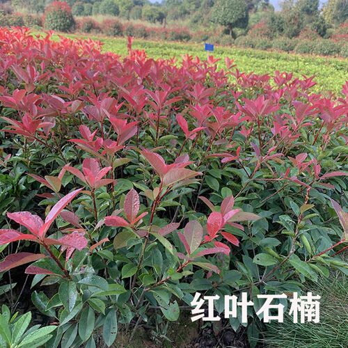 庭院行道树红叶石楠树苗红罗宾石兰树工程色块火红施兰球状树篱笆