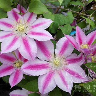 伟伟园艺 铁线莲瑞兆 大花漂亮红色条纹粉色花瓣庭院花园阳台花卉