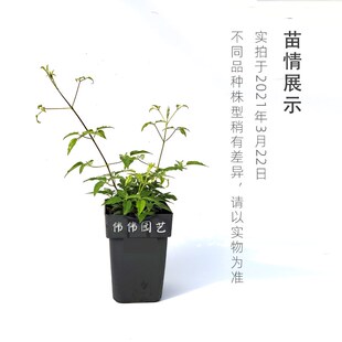 伟伟园艺 重瓣铁线莲舞王 攀援花卉株型矮小适合小空间容器栽培