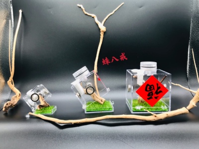 跳蛛盒子亚克力蝴蝶扣开合卢卡斯跳蛛微距景观盒鸣虫饲养盒喂食