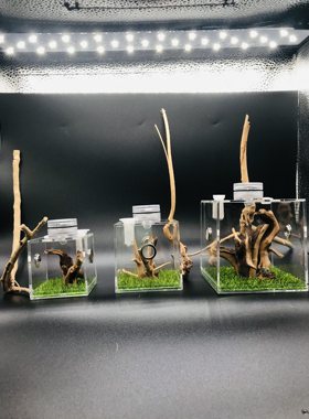 螳螂竹蛉鸣虫蝈蝈笼子跳蛛甲虫微景观实木带照明造景饲养盒昆虫箱