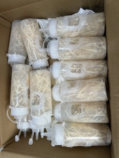 果蝇 无翅膀小果蝇 大果蝇杯 变色龙食物 进口培养基