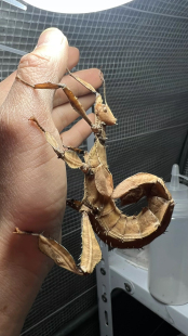 昆虫活体蜘蛛活体竹节虫活体幽灵竹节虫昆虫蜘蛛螳螂小朋友礼物